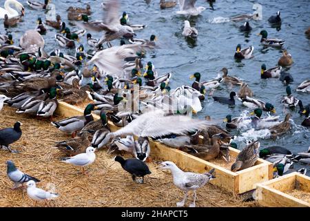 Grande colonia di uccelli d'acqua che svernano, cigni, anatre e altri uccelli acquatici che si nutrono in acqua in inverno al parco cittadino di Stoccolma. Alimentazione di uccelli Foto Stock