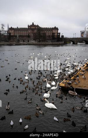 Grande colonia di uccelli d'acqua che svernano, cigni, anatre e altri uccelli acquatici che si nutrono in acqua in inverno al parco cittadino di Stoccolma. Alimentazione di uccelli Foto Stock