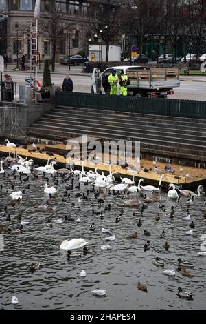 Grande colonia di uccelli d'acqua che svernano, cigni, anatre e altri uccelli acquatici che si nutrono in acqua in inverno al parco cittadino di Stoccolma. Alimentazione di uccelli Foto Stock