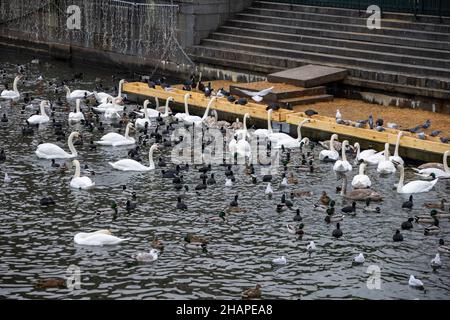 Grande colonia di uccelli d'acqua che svernano, cigni, anatre e altri uccelli acquatici che si nutrono in acqua in inverno al parco cittadino di Stoccolma. Alimentazione di uccelli Foto Stock