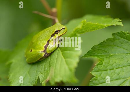 Rana arborea europea (Hyla Arborea) che poggia su una foglia Foto Stock