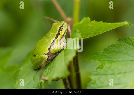 Rana arborea europea (Hyla Arborea) che poggia su una foglia Foto Stock