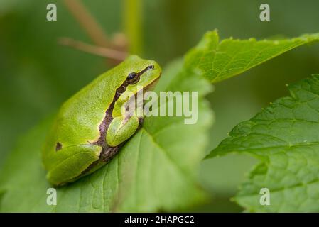 Rana arborea europea (Hyla Arborea) che poggia su una foglia Foto Stock