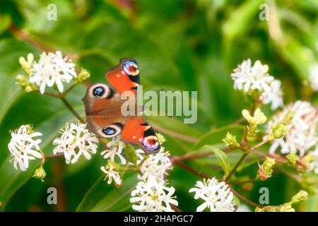 Macro di una farfalla lady pinted su un bianco fioritura sette figlio fiore cespuglio Foto Stock