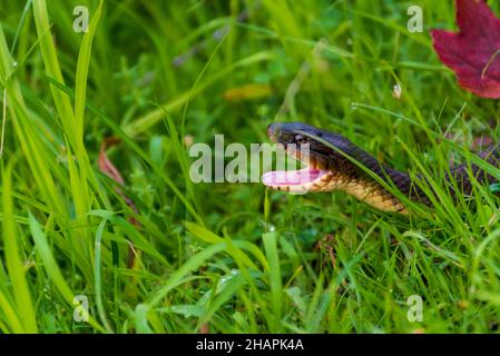 Serpente d'acqua con decorazioni semplici e bocca aperta Foto Stock