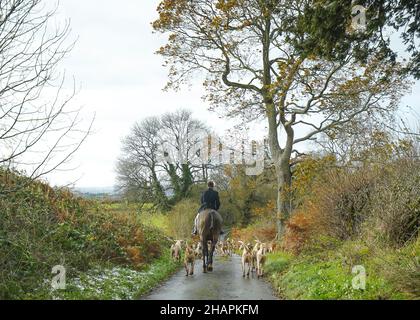 Vista posteriore del cacciatore a cavallo con i cani in una corsia di campagna del Regno Unito all'inizio di una caccia alla volpe nel fine settimana. Foto Stock