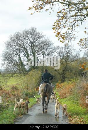 UK caccia alla volpe con cavalli e leidi, tarda mattinata autunnale. Padrone della caccia a cavallo nella corsia di campagna con i leuci volpe in esecuzione. Foto Stock