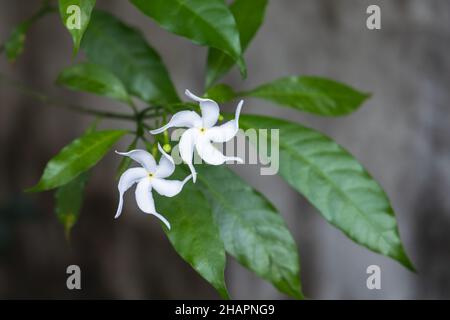 Fiori bianchi di Tabernaemontana divaricata, comunemente chiamato fiore a ruota, gelsomino di colza, rosebay dell'India orientale e corona di Neros Foto Stock