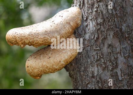 Primo piano di funghi da staffa che crescono su un vecchio albero di mele Foto Stock