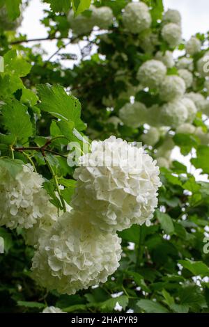 Fiore Hydrangea bianco in giardino Foto Stock