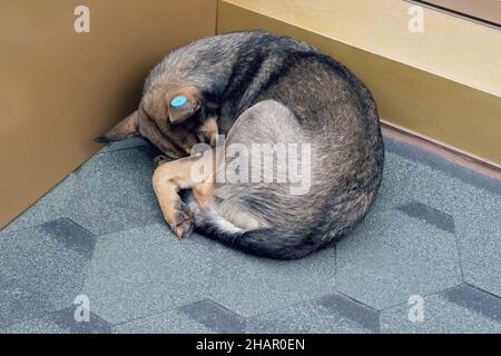 Controllo della popolazione di animali randagi. Cane randagio con un tag nel suo orecchio. Il problema degli animali senzatetto. Foto Stock