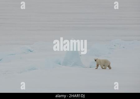 Norvegia, alta Artica. BIG FAT Polar Bear (WILD: Ursus maritimus) su ghiaccio marino. Foto Stock