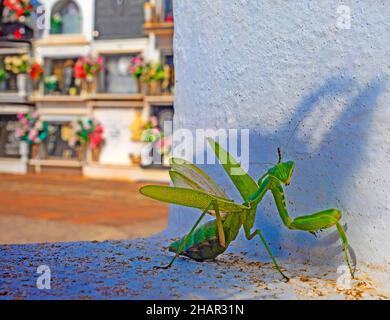 Un Mantis in preghiera nel terreno di sepoltura di Comares, una città a 703 metri sul livello del mare situato ai piedi dei Montes de Málaga, Andalusia, Spagna Foto Stock