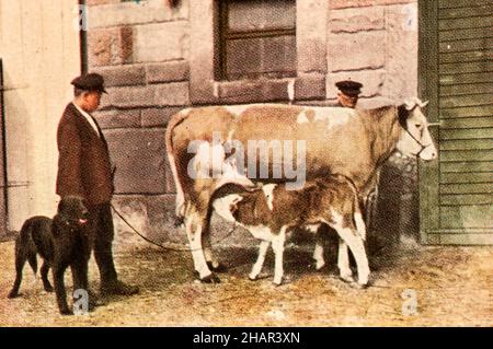 Foto di un adesivo dell'album 'Auf Deutcher Scholle', (Germania, 1935) che mostra la vita rurale negli anni '20 e '30. Foto Stock