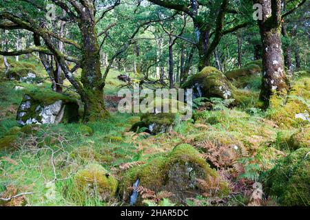 Alberi di quercia e massi in legno nella riserva naturale nazionale di Ariundle oakwood, un residuo di boschi antichi nella Scozia occidentale, Regno Unito Foto Stock