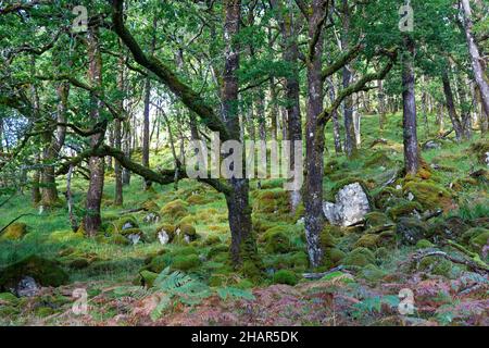 Alberi di quercia e massi in legno nella riserva naturale nazionale di Ariundle oakwood, un residuo di boschi antichi nella Scozia occidentale, Regno Unito Foto Stock