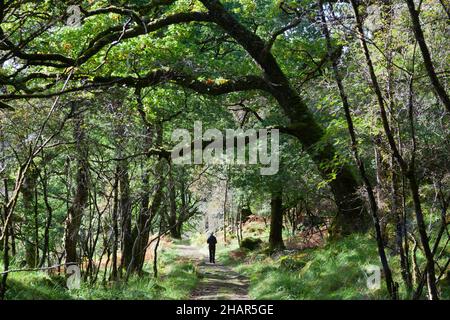 Un visitatore che si gode la riserva naturale di Ariundle oakwood nella Scozia occidentale, un residuo di antichi boschi che un tempo copriva la costa atlantica d'Europa Foto Stock