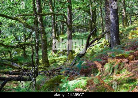 Massi mossi sotto gli alberi vecchi nella riserva naturale nazionale di Ariundle oakwood un residuo di boschi antichi nella Scozia occidentale Foto Stock