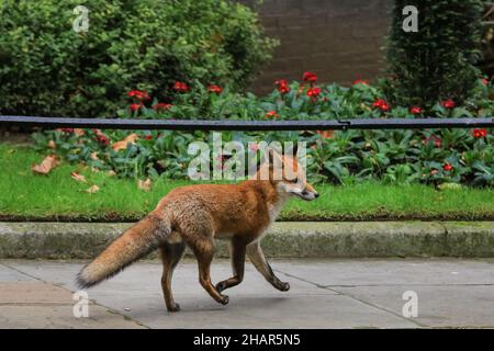 Westminster, Londra, Regno Unito. 14th Dic 2021. Una volpe giovane avventurosa corre di fronte al Foreign Office e lungo Downing Street, apparentemente ignaria ai vari livelli di gestione delle crisi che si stanno incorrendo all'interno. Credit: Imagplotter/Alamy Live News Foto Stock