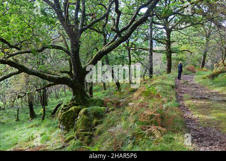 Un visitatore che si gode la riserva naturale di Ariundle oakwood nella Scozia occidentale, un residuo di antichi boschi che un tempo copriva la costa atlantica d'Europa Foto Stock