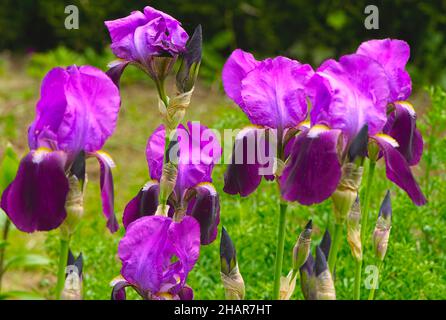 Iride viola bearded (Iris x germanica) in un giardino impostazione 2. Foto Stock