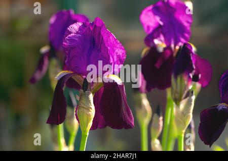 Iride viola bearded (Iris x germanica) in un ambiente giardino. Foto Stock