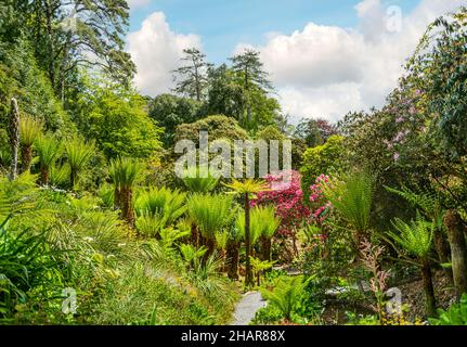 Subtropicale acqua a cascata giardino al centro del giardino Trebah, Cornwall, Regno Unito Foto Stock
