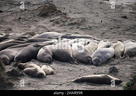 Un harem di foche elefanti settentrionali (Mirounga angustirostris) crogiolarsi al sole al Piedras Blancas Rookery a San Simeon, CA. Foto Stock