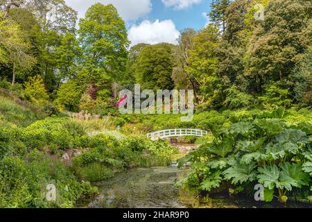 Mallard Pool al centro di Trebah Garden, Cornovaglia, Inghilterra, Regno Unito Foto Stock