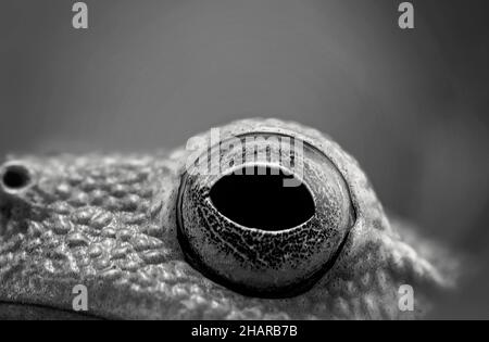 L'occhio di una piccola rana verde di soli 15 mm di lunghezza, cattura in macro Foto Stock