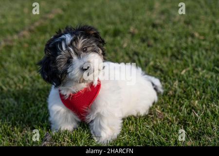 Carino cucciolo nero e bianco di havanese che indossa l'imbracatura rossa si inclina la testa mentre guarda la macchina fotografica. Foto Stock