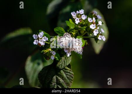 Comune scacchi Skipper farfalla alimentazione su fiori bianchi Foto Stock