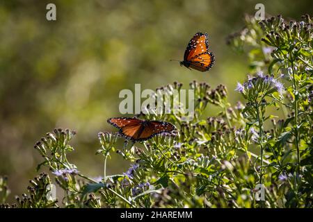Farfalle regina che si nutrono di fiori viola Foto Stock