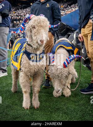 Rutherford orientale, Stati Uniti d'America. 11 dicembre 2021. Le mascotte dell'Accademia Navale degli Stati Uniti, Bill The Goat XXXIII e Bill The Goat XXXIV guardano dai margini durante la partita annuale di football dell'Esercito-Marina al MetLife Stadium il 11 dicembre 2021 a East Rutherford, New Jersey. L'Accademia Navale degli Stati Uniti Midshipmen sconfisse i Cavalieri neri dell'esercito 17-13 nella loro matchup del 122nd. Credit: MCC Diana Quinlan/U.S.A. Navy Photo/Alamy Live News Foto Stock