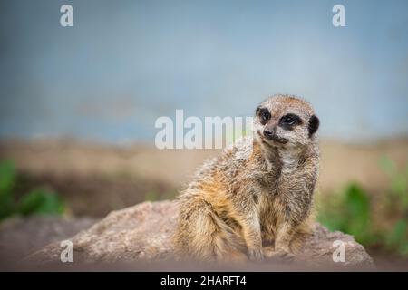 Primo piano di un meerkat su una roccia in un campo alla luce del giorno con uno sfondo sfocato Foto Stock