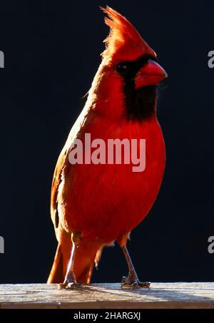 Cardinale del Nord alla luce del tardo pomeriggio Foto Stock