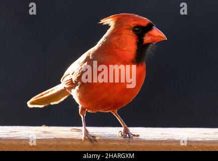 Cardinale del Nord alla luce del tardo pomeriggio Foto Stock