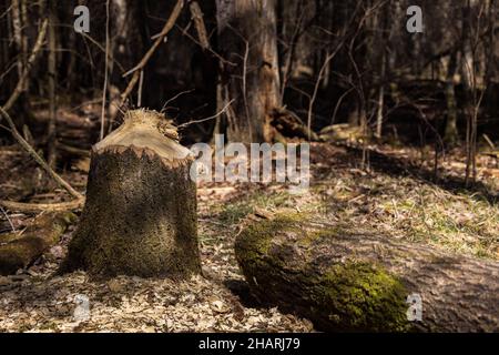 Un albero abbattuto da un castoro americano nel Wisconsin settentrionale. Foto Stock