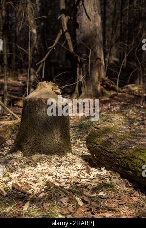 Un albero abbattuto da un castoro americano nel Wisconsin settentrionale. Foto Stock