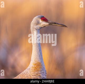 Sandhill gru in Wisconsin settentrionale. Foto Stock