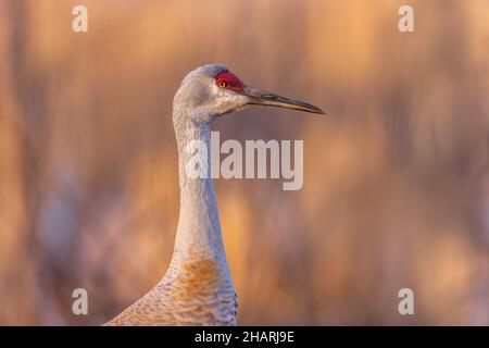 Sandhill gru in Wisconsin settentrionale. Foto Stock