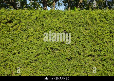 Thuja occidentalis - siepe di cedro in tarda primavera. Foto Stock
