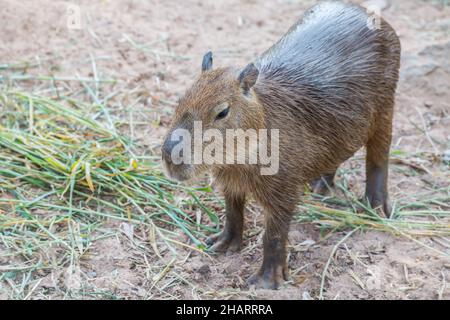 Capybara (hydrocoerus hydrochaeris) in piedi sul terreno Foto Stock