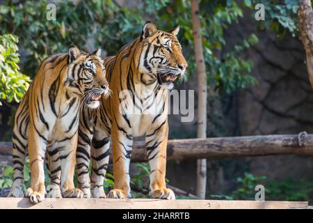 Due tigre del bengala reale in piedi e guardare verso Foto Stock