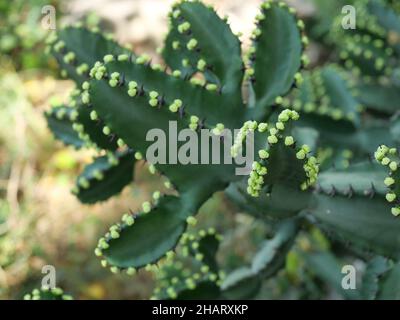 Gruppo di fiori verdi su cactus in natura, fiore Cactus su pianta albero in Thailandia Foto Stock