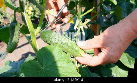 Le mani femminili tengono un cetriolo verde che cresce su un ramo. Cetrioli crescenti sul letto. Foto Stock