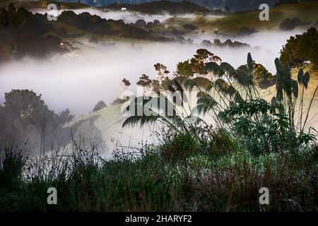 Cortaderia selloana, erba di pampas in un paesaggio di valle nebbiosa Foto Stock