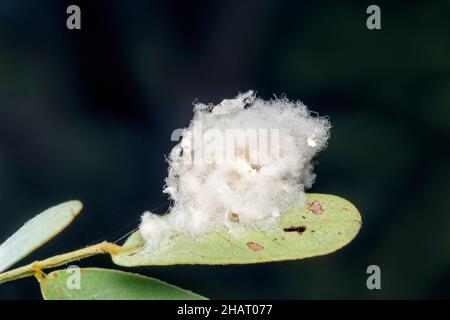 Ichneumon parassitoide uova di vespa, Satara, Maharashtra, India Foto Stock