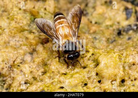 Ape rock indiana, Apis dorsata, Pune, Maharashtra, India Foto Stock