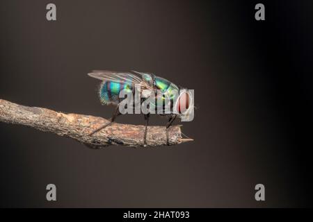 Laterale di Blue bottle fly, Calliphora vomitoria, Satara, Maharashtra, India Foto Stock